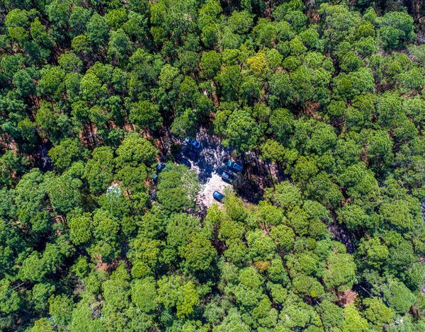 Observation des dauphins en Martinique : une activité touristique très enrichissante